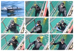 Daily Blog: 07 April 2025 | Shark Cage Diving in South Africa