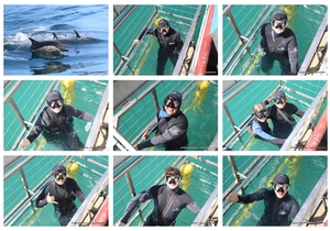 Daily Blog: 07 April 2025 | Shark Cage Diving in South Africa