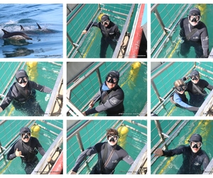 Daily Blog: 07 April 2025 | Shark Cage Diving in South Africa