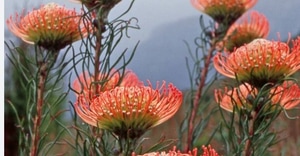 Proteas of the Fynbos Book Launch - Harold Porter