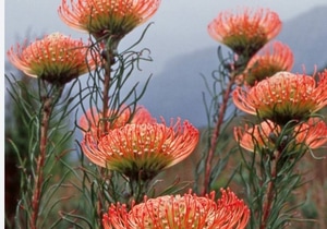 Proteas of the Fynbos Book Launch - Harold Porter