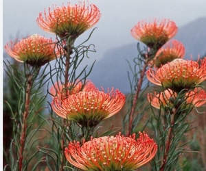 Proteas of the Fynbos Book Launch - Harold Porter