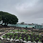 Thriving Hub Gardens