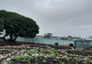 Thriving Hub Gardens