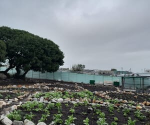 Thriving Hub Gardens