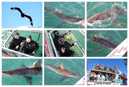 Daily Blog: 14 April 2025 | Shark Cage Diving in South Africa