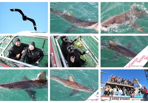 Daily Blog: 14 April 2025 | Shark Cage Diving in South Africa