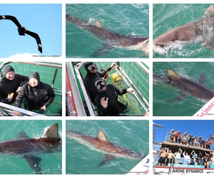 Daily Blog: 14 April 2025 | Shark Cage Diving in South Africa