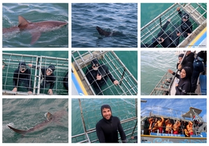 Daily Blog: 22 April 2025 | Shark Cage Diving in South Africa