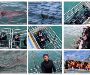 Daily Blog: 22 April 2025 | Shark Cage Diving in South Africa