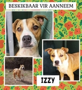 Meet Izzy at BARC!