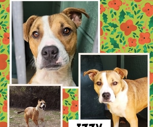 Meet Izzy at BARC!