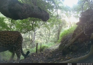 Caught on Camera at Grootbos Reserve