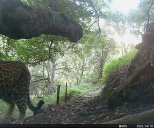 Caught on Camera at Grootbos Reserve