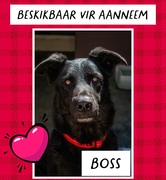 Meet BOSS!