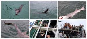 Daily Blog: 29 April 2025 | Shark Cage Diving in South Africa