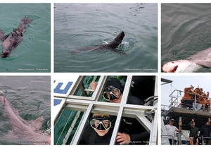 Daily Blog: 29 April 2025 | Shark Cage Diving in South Africa