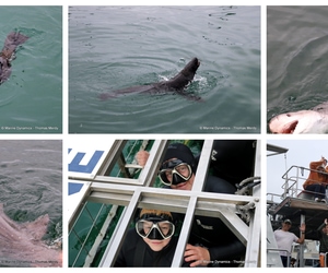 Daily Blog: 29 April 2025 | Shark Cage Diving in South Africa