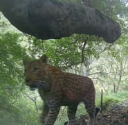 Lumka on the Move: A Leopard Mom’s Moment