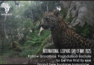 Spotted on International Leopard Day