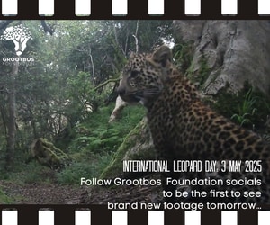 Spotted on International Leopard Day