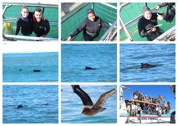 Daily Blog: 05 May 2025 | Shark Cage Diving in South Africa