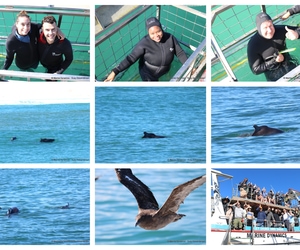 Daily Blog: 05 May 2025 | Shark Cage Diving in South Africa