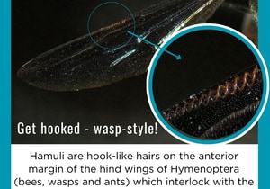 Lessons in Aerodynamics - Wasp Edition