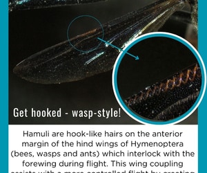 Lessons in Aerodynamics - Wasp Edition