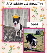 Visit Lyla at BARC!