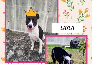 Visit Lyla at BARC!