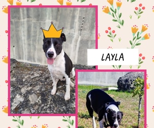 Visit Lyla at BARC!