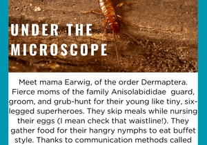 Insect Moms: Nature’s Best Parents