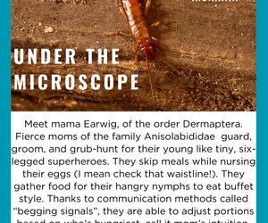 Insect Moms: Nature’s Best Parents