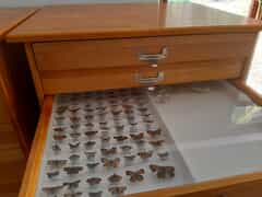 Big news from our Entomology Team!