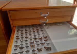 Big news from our Entomology Team!