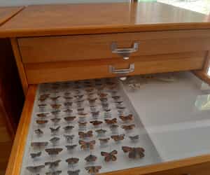 Big news from our Entomology Team!