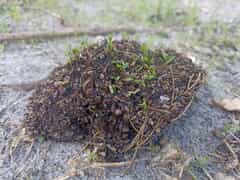 Baboon Dropping Tells a Bigger Story in Nature