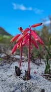 Spotted Beauty Blooming in Walker Bay
