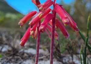 Spotted Beauty Blooming in Walker Bay