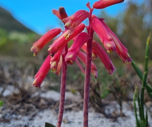 Spotted Beauty Blooming in Walker Bay