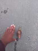 Stylish Snail Spotted in Gansbaai Streets