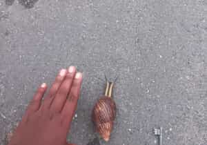 Stylish Snail Spotted in Gansbaai Streets