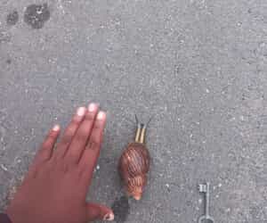 Stylish Snail Spotted in Gansbaai Streets