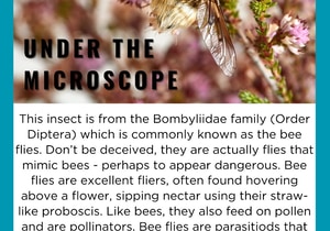 Feelgood Friday from the Grootbos Entomology Team!