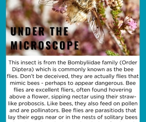 Feelgood Friday from the Grootbos Entomology Team!