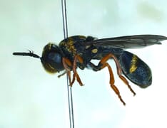 New Discovery by the Grootbos Entomology Team!