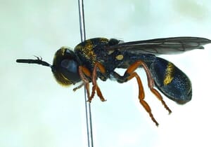 New Discovery by the Grootbos Entomology Team!