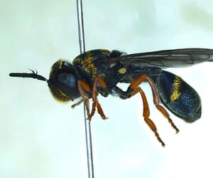 New Discovery by the Grootbos Entomology Team!