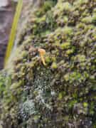 Resilience in the Smallest Things